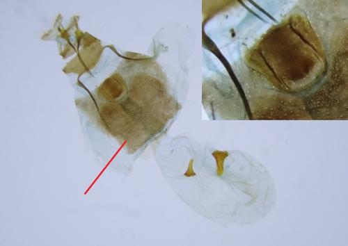 Epiblema cirsiana
